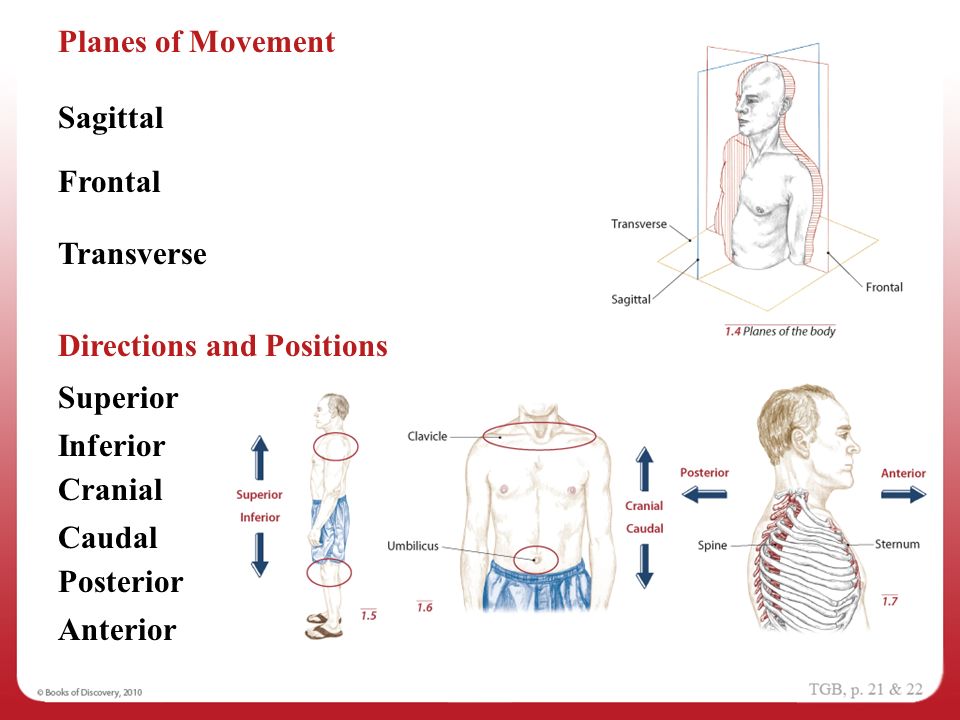 Anatomical directions activity
